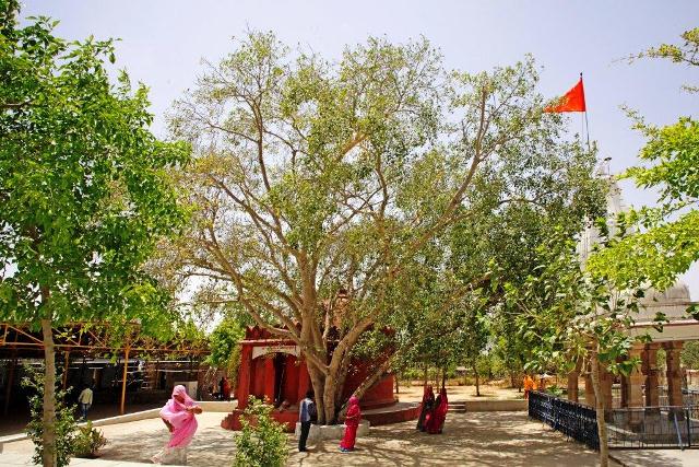 Kailash pipal tree